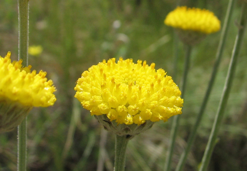 بابونه کاذب